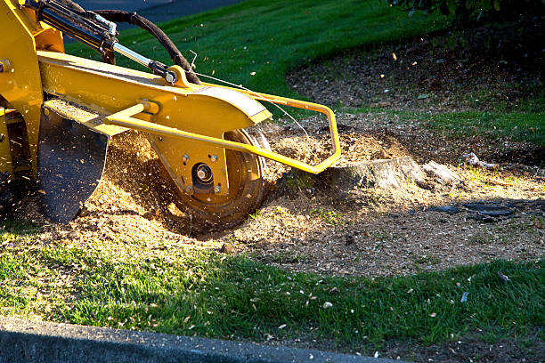 Best Tree Fertilization Services  in Dublin, TX